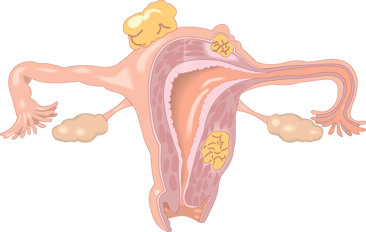 Więzadła krzyżowo-maciczne, gruczoły maciczne