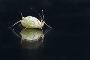 Jak pozbyć się wszy